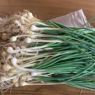 野蒜 ノビル 400g以上約100本(野菜)