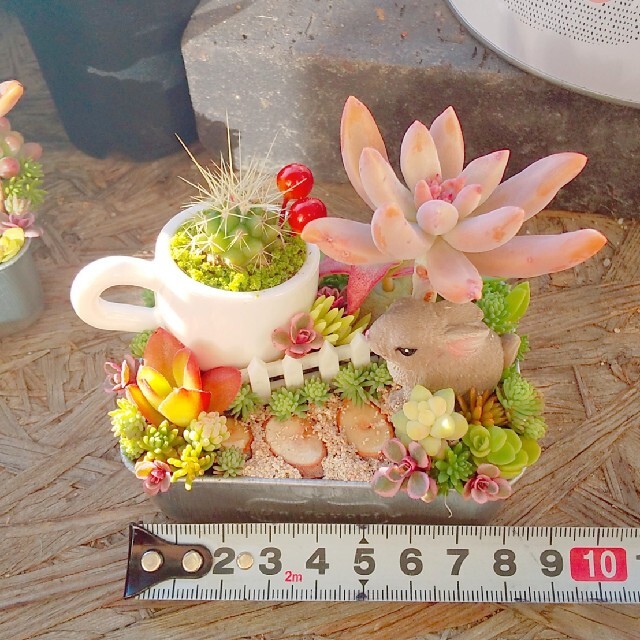 ぴーちゃん様  専用  多肉植物  寄せ植え ハンドメイドのフラワー/ガーデン(その他)の商品写真