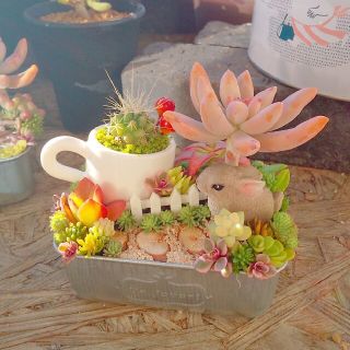 ぴーちゃん様  専用  多肉植物  寄せ植え(その他)