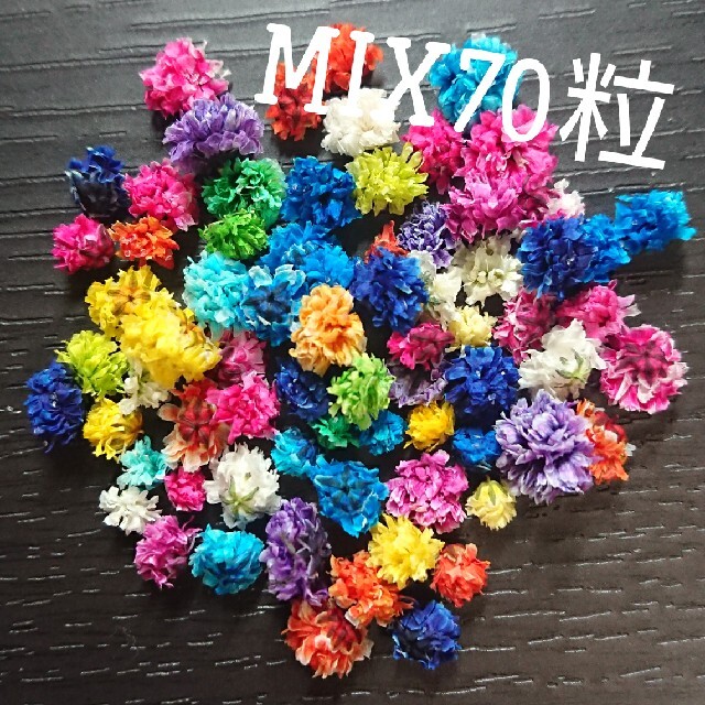 【無選別】かすみ草ドライフラワー70粒MIX ハンドメイドのフラワー/ガーデン(ドライフラワー)の商品写真