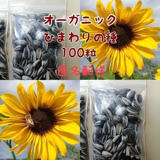 大きくそだつひまわりの種　7g約100粒 匿名配送(その他)