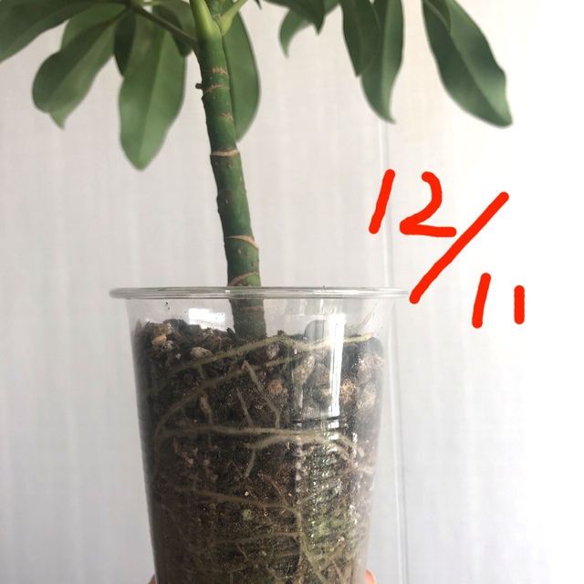 25cm カポック ホンコンカポック シェフレラ 観葉植物の通販 By Kotokoto3 S Shop ラクマ 25cm カポック ホンコンカポック シェフレラ 観葉植物の通販 By Kotokoto3 S Shop ラクマ