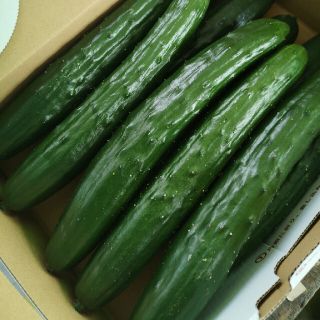 きゅうり♡宮崎県産A5L(野菜)