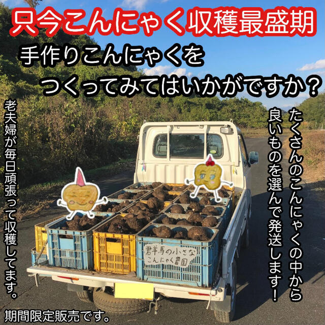 【群馬県産】こんにゃく芋　約13kg【中くらいサイズ】食用生玉   食品/飲料/酒の食品(野菜)の商品写真