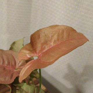 ピンクシンゴニウム(置物)