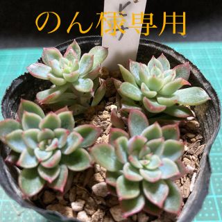 アイオペ(IOPE)の多肉植物　女雛　(その他)