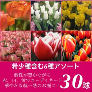 お得で珍しい【6種30球セット】【チューリップ球根　30球】赤白黄で彩り豊かに♪(その他)