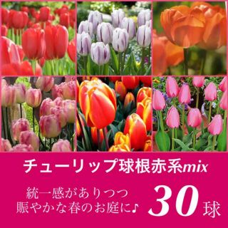 お得で珍しい【6種30球セット】【チューリップ球根　30球】賑やかな赤系セット♡(その他)