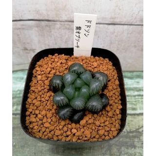 多肉植物　ハオルチア　ドドソン　紫オブツーサ(その他)