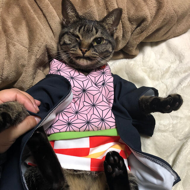 鬼滅の刃 犬 猫用衣装 禰豆子の通販 By ゆき ラクマ 鬼滅の刃 犬 猫用衣装 禰豆子の通販 By ゆき ラクマ