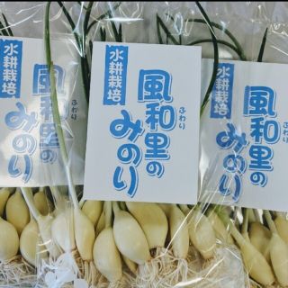 友芽にんにく【SHIJIMI様専用】(野菜)