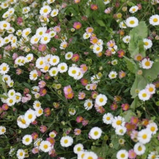 ずっと咲いている　『エリゲロン  』源平小菊　抜き苗‼️ ハンドメイドのフラワー/ガーデン(その他)の商品写真