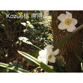 Kozue様 専用(その他)