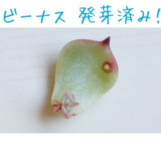 ビーナス(ヴィーナス) 葉挿し 発芽済み！ 多肉植物(その他)