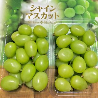 ◆岡山産 晴王◆シャインマスカット◆朝摘◆送料無料(野菜)