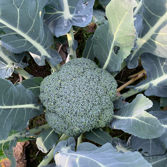 宮崎県産　野菜セット 食品/飲料/酒の食品(野菜)の商品写真