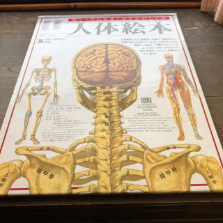 ヴィンテージ飛び出す絵本 人間の体 The Human Body - 絵本/児童書