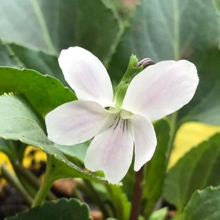 山野草　　すみれの苗(その他)