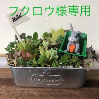 そのまま飾れる多肉植物のチマチマ寄せ植え　　ウサギちゃんのティータイム(その他)