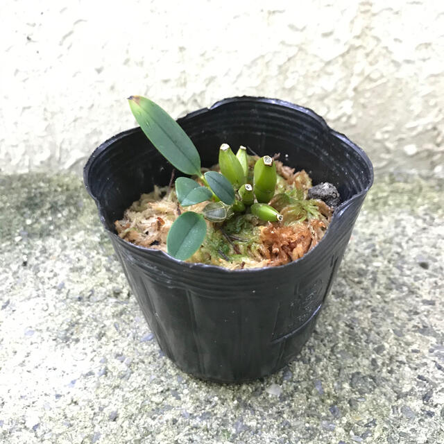 洋蘭原種 Den. aggregatum 人気種 ハンドメイドのフラワー/ガーデン(プランター)の商品写真
