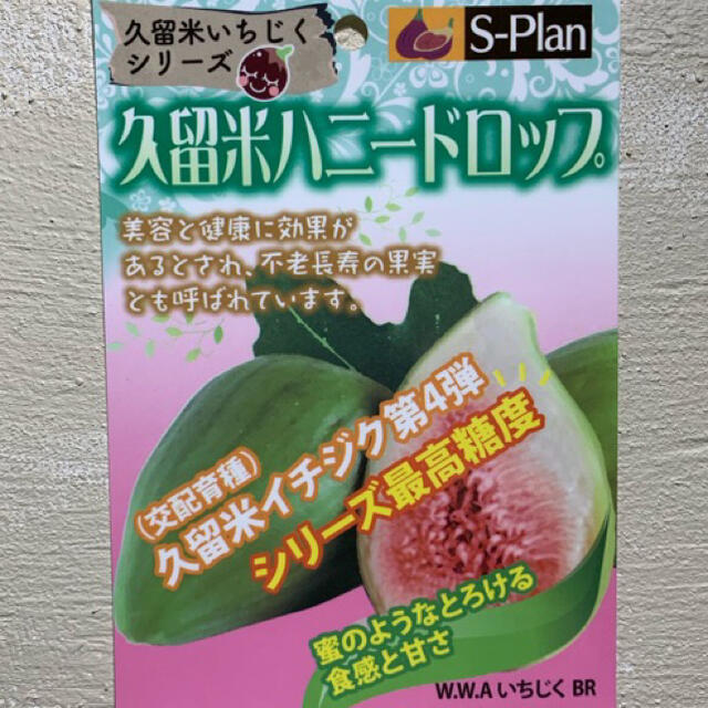 本日まで★ 無花果 ♡ 久留米ハニードロップ ４号 苗 ６ ハンドメイドのフラワー/ガーデン(その他)の商品写真