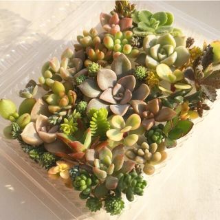 多肉植物　セダム⭐︎その他カット苗パック　15種類以上　r(その他)