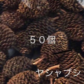 ヤシャブシの実　５０粒(ドライフラワー)