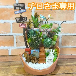 多肉植物の寄せ植え　森のアパートメント(その他)