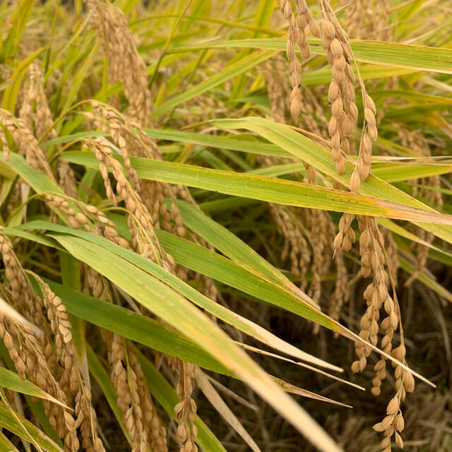 令和2年 秋田県産【萌えみのり】玄米20kg 減農薬 大粒 美味い！の通販 by チョモランマ0223's shop｜ラクマ