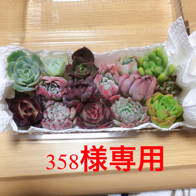 358様専用 韓国多肉植物寄せ植えセット15種 ハンドメイドのフラワー/ガーデン(その他)の商品写真