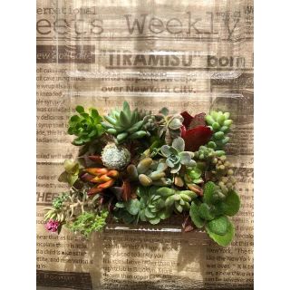 多肉植物　カット苗　25種セット(その他)