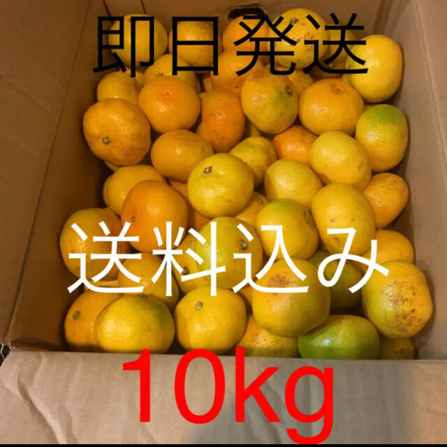 三重県産傷あり訳ありみかん約10kg 食品/飲料/酒の食品(フルーツ)の商品写真