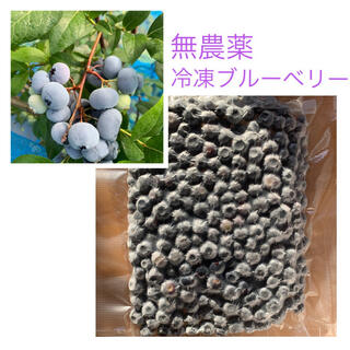 北海道産　無農薬　冷凍　ブルーベリー　1キロ(フルーツ)