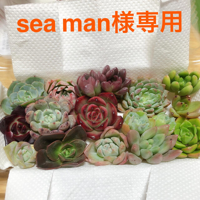 sea man様専用  韓国多肉植物寄せ植えセット15種 ハンドメイドのフラワー/ガーデン(その他)の商品写真