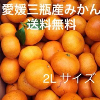 愛媛三瓶産みかん　2L 10kg(フルーツ)