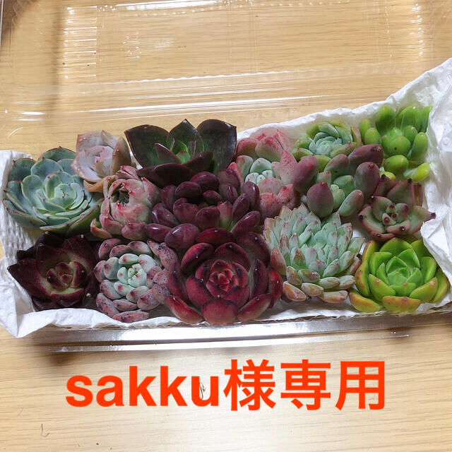 sakku様専用 韓国多肉植物  寄せ植えセット15種 ハンドメイドのフラワー/ガーデン(その他)の商品写真