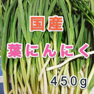 国産　無農薬野菜　葉にんにく　450g(野菜)