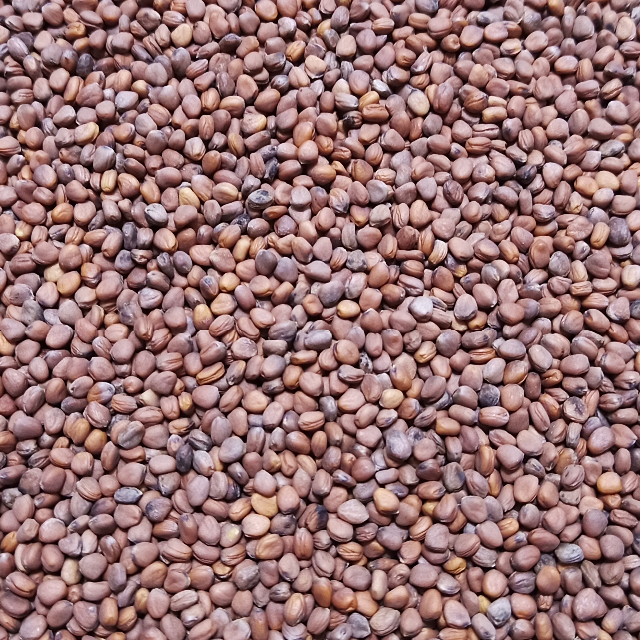 スプラウト種子 S-06 ルビーかいわれ大根 10ml 約650粒 x 2袋 食品/飲料/酒の食品(野菜)の商品写真