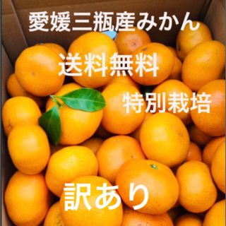 愛媛三瓶産みかん　訳あり　5kg(フルーツ)