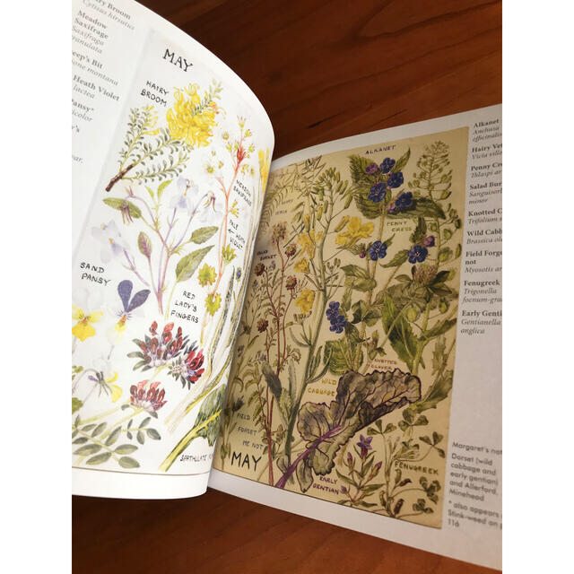 洋書 wild flower 素敵な植物画