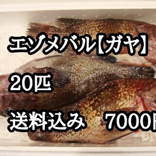 北海道函館水揚げ　エゾメバル20枚(魚介)