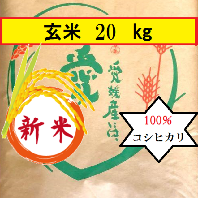 お米　令和２年　愛媛県産コシヒカリ　玄米　20㎏食品