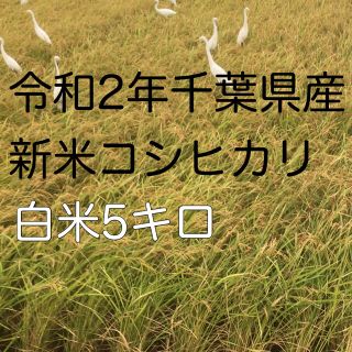 令和2年新米コシヒカリ白米5kg(米/穀物)