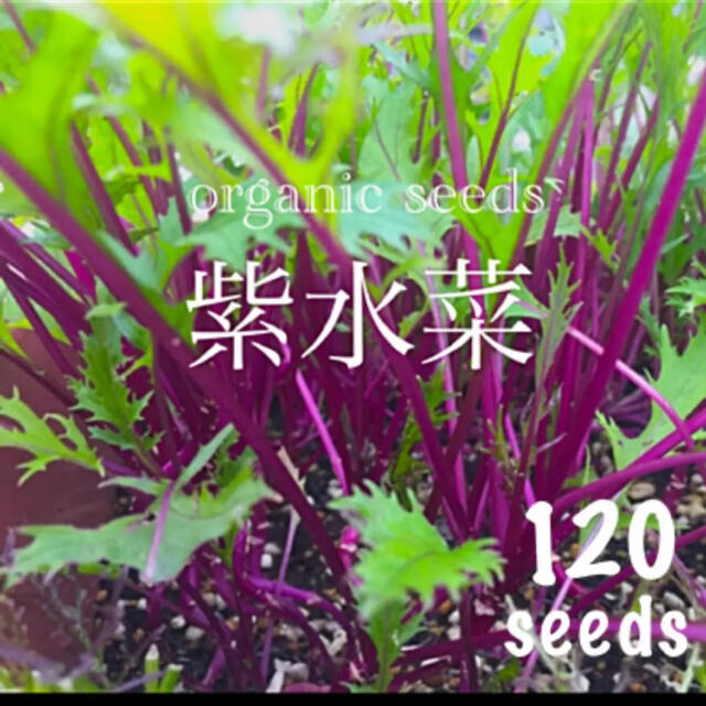 ◆紫水菜◆【栽培簡単で初心者向♡彩り鮮やかアントシアニン等栄養豊富】種子120粒 ハンドメイドのフラワー/ガーデン(その他)の商品写真