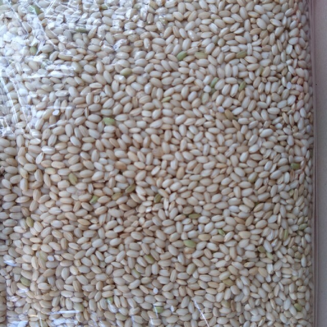 有機肥料栽培のミヤタマモチ玄米約2キロ もち玄米