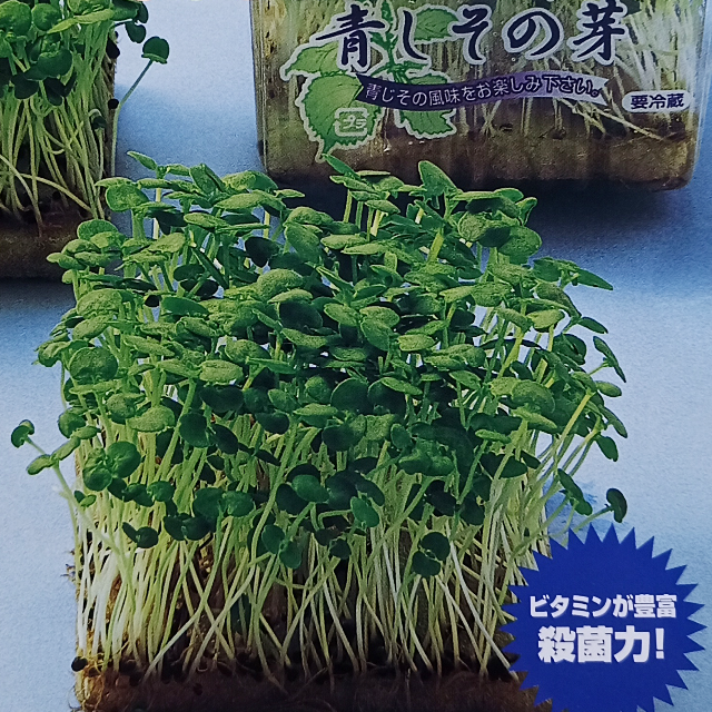 スプラウト種子 S-12 青しその芽 5ml 約1,800粒 x 2袋 食品/飲料/酒の食品(野菜)の商品写真