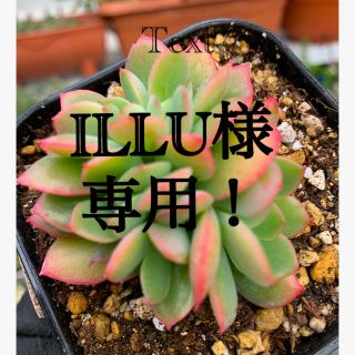 ILLU様専用‼️ルエラ　群生❣️美苗　抜き苗　おまけ付き！(その他)