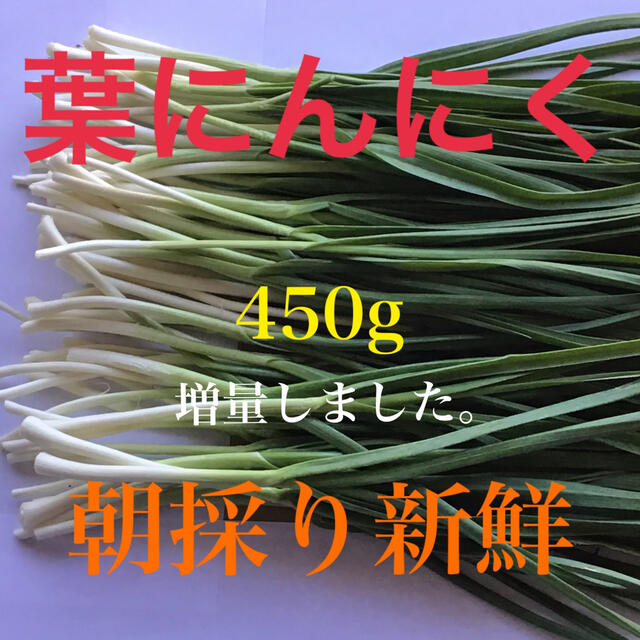 柔らかい「葉にんにく」450g(80〜90本)朝採り新鮮(増量しました。) 食品/飲料/酒の食品(野菜)の商品写真