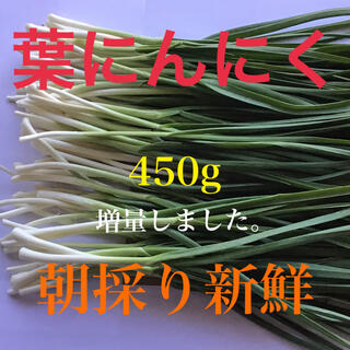 柔らかい「葉にんにく」450g(80〜90本)朝採り新鮮(増量しました。)(野菜)