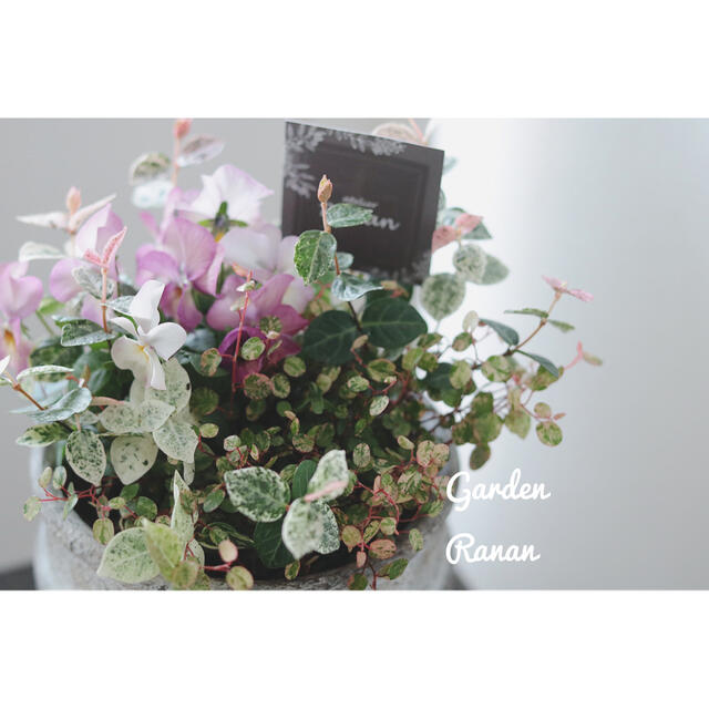 初雪かずらとビオラの可愛い寄せ植え❁お花の贈り物 ハンドメイドのフラワー/ガーデン(プランター)の商品写真